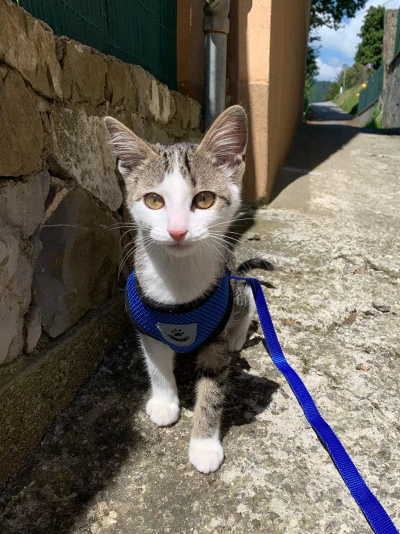 Fashionable Fido & Purrfect Kitty Adventure Gear: The Harness That Grows with Your Furball (Leash Included for the Great Escape!)