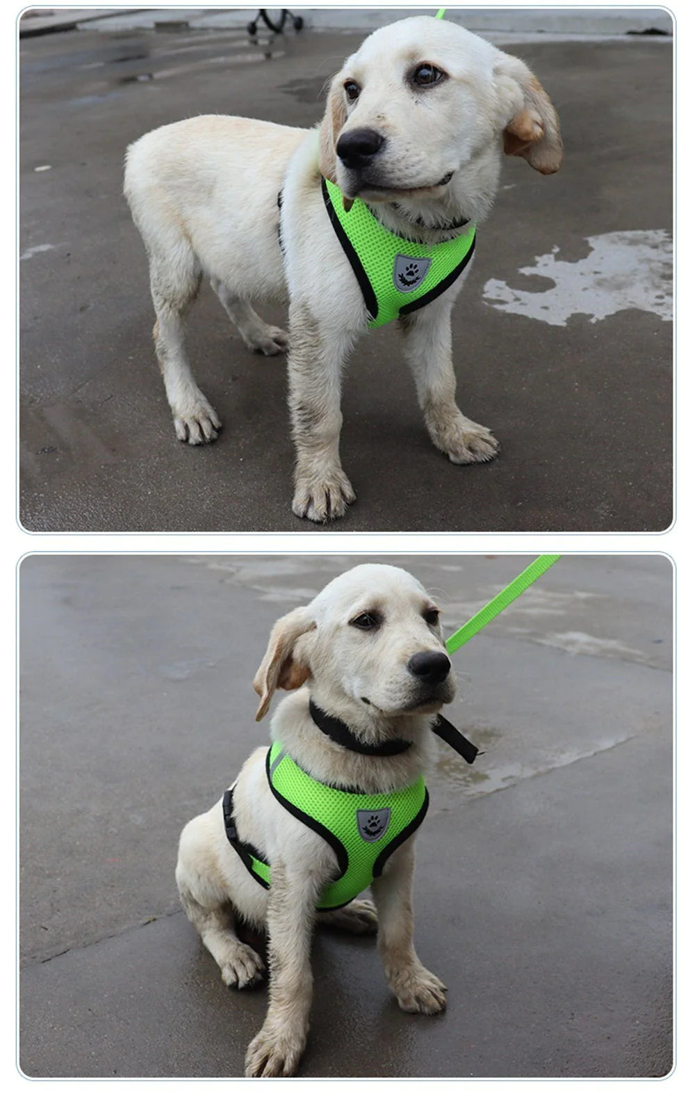 Fashionable Fido & Purrfect Kitty Adventure Gear: The Harness That Grows with Your Furball (Leash Included for the Great Escape!)