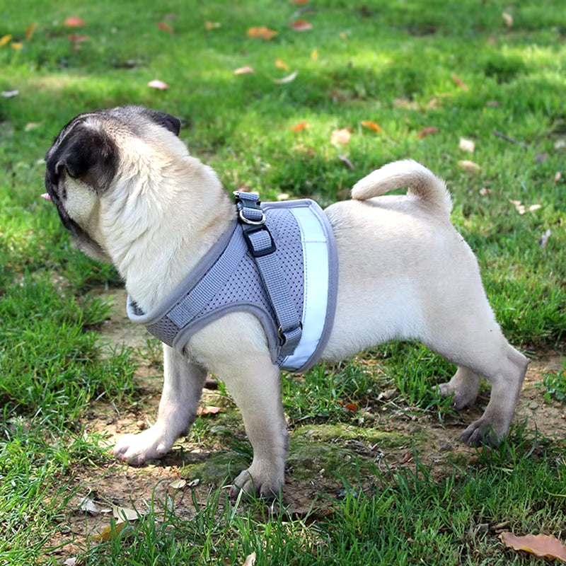 Pooch Parade Suit: The Dazzle-A-Bark Harness that Shouts "Paw-some Fashionista!" While Snuggling Your Furry Sidekick!